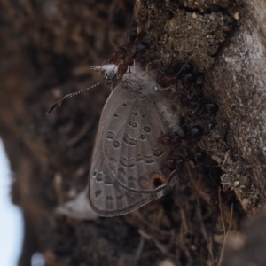 Acrodipsas myrmecophila at suppressed - 24 Oct 2023