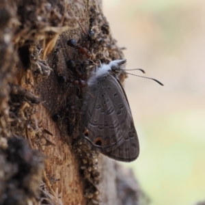 Acrodipsas myrmecophila at suppressed - 24 Oct 2023