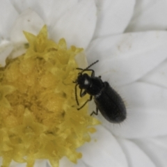 Dasytinae (subfamily) (Soft-winged flower beetle) at Umbagong District Park - 23 Oct 2023 by kasiaaus