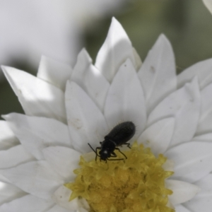 Dasytinae (subfamily) at Latham, ACT - 23 Oct 2023 02:04 PM