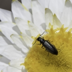 Dasytinae (subfamily) (Soft-winged flower beetle) at Umbagong District Park - 23 Oct 2023 by kasiaaus