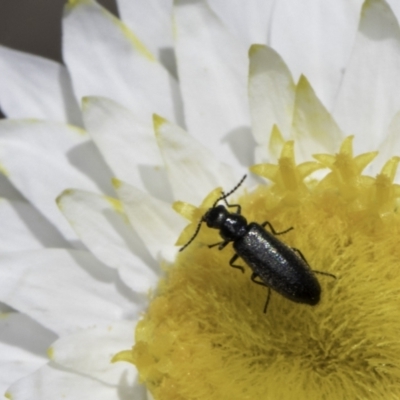 Dasytinae (subfamily) (Soft-winged flower beetle) at Umbagong District Park - 23 Oct 2023 by kasiaaus