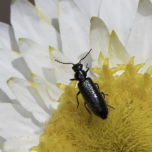 Dasytinae (subfamily) at Blue Devil Grassland, Umbagong Park (BDG) - 23 Oct 2023