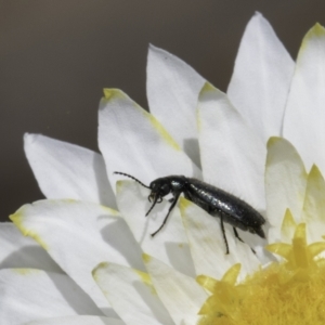 Dasytinae (subfamily) at Blue Devil Grassland, Umbagong Park (BDG) - 23 Oct 2023