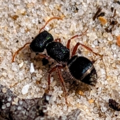 Unidentified Ant (Hymenoptera, Formicidae) at Yambacoona, TAS - 24 Oct 2023 by HelenCross