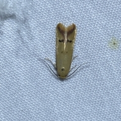 Tachystola hemisema (A Concealer moth) at Jerrabomberra, NSW - 24 Oct 2023 by SteveBorkowskis