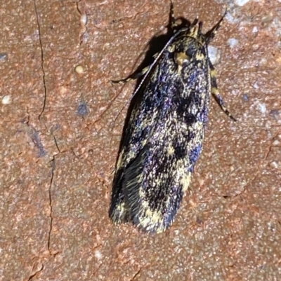 Barea codrella (A concealer moth) at Jerrabomberra, NSW - 24 Oct 2023 by SteveBorkowskis