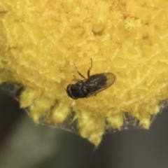 Muscoidea (super family) at Blue Devil Grassland, Umbagong Park (BDG) - 23 Oct 2023