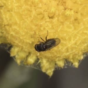 Muscoidea (super family) at Blue Devil Grassland, Umbagong Park (BDG) - 23 Oct 2023