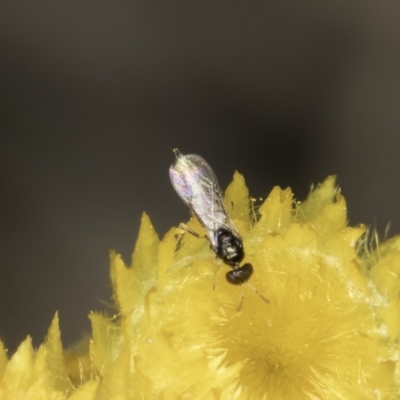 Chalcidoidea (superfamily) (A gall wasp or Chalcid wasp) at Latham, ACT - 23 Oct 2023 by kasiaaus