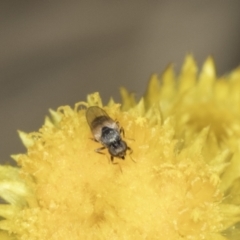 Muscoidea (super family) at Latham, ACT - 23 Oct 2023 by kasiaaus