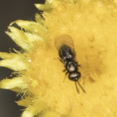 Lasioglossum (Homalictus) sphecodoides (Furrow Bee) at Latham, ACT - 23 Oct 2023 by kasiaaus