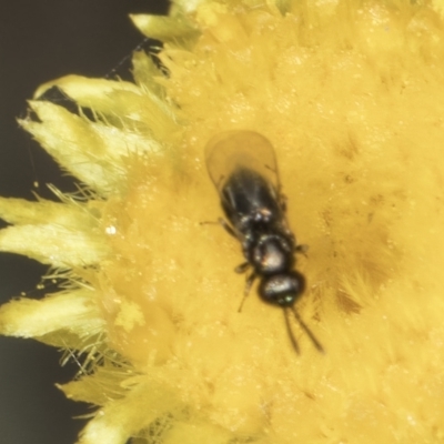 Lasioglossum (Homalictus) sphecodoides (Furrow Bee) at Latham, ACT - 23 Oct 2023 by kasiaaus