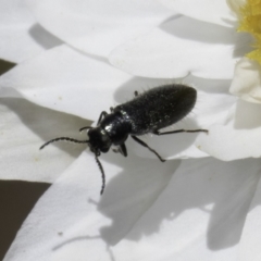 Dasytinae (subfamily) (Soft-winged flower beetle) at Latham, ACT - 23 Oct 2023 by kasiaaus