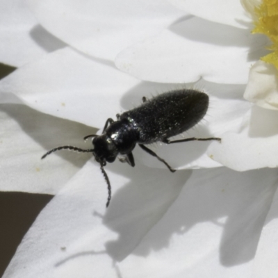 Dasytinae (subfamily) (Soft-winged flower beetle) at Latham, ACT - 23 Oct 2023 by kasiaaus