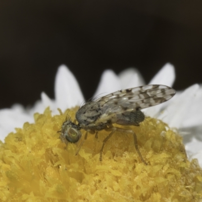 Austrotephritis sp. (genus) (Fruit fly or Seed fly) at Latham, ACT - 23 Oct 2023 by kasiaaus