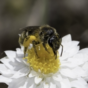 Lasioglossum (Chilalictus) sp. (genus & subgenus) at Latham, ACT - 23 Oct 2023