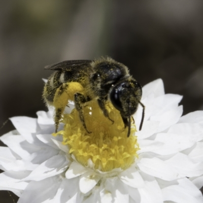 Lasioglossum (Chilalictus) sp. (genus & subgenus) (Halictid bee) at Umbagong District Park - 23 Oct 2023 by kasiaaus