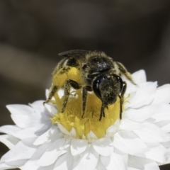 Lasioglossum (Chilalictus) sp. (genus & subgenus) at Latham, ACT - 23 Oct 2023