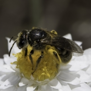 Lasioglossum (Chilalictus) sp. (genus & subgenus) at Latham, ACT - 23 Oct 2023