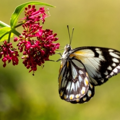 Belenois java (Caper White) at Penrose, NSW - 24 Oct 2023 by Aussiegall