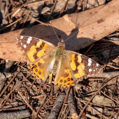 Vanessa kershawi (Australian Painted Lady) at Penrose, NSW - 24 Oct 2023 by Aussiegall