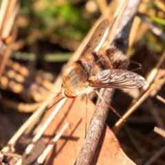 Staurostichus sp. (genus) (Unidentified Staurostichus bee fly) at Penrose, NSW - 24 Oct 2023 by Aussiegall