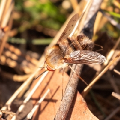 Staurostichus sp. (genus) (Unidentified Staurostichus bee fly) at Penrose, NSW - 24 Oct 2023 by Aussiegall