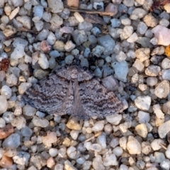 Dichromodes obtusata at Penrose, NSW - 24 Oct 2023 by Aussiegall