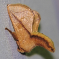 Anaxidia lozogramma (A Cup moth (Limacodidae)) at Sheldon, QLD - 5 Oct 2007 by PJH123