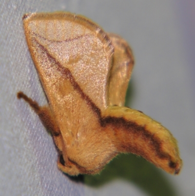 Anaxidia lozogramma (A Cup moth (Limacodidae)) at Sheldon, QLD - 5 Oct 2007 by PJH123