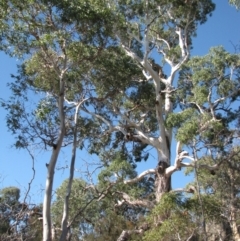 Eucalyptus viminalis at Bobundara, NSW - 3 Apr 2018