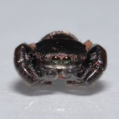 Simaethula sp. (genus) (A jumping spider) at Wellington Point, QLD - 15 Oct 2023 by TimL