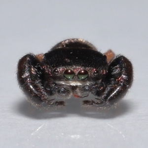 Simaethula sp. (genus) at Wellington Point, QLD - suppressed