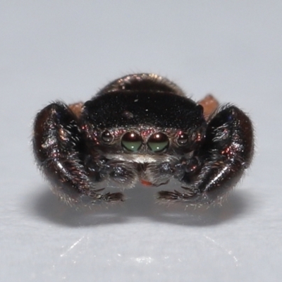 Simaethula sp. (genus) (A jumping spider) at Wellington Point, QLD - 15 Oct 2023 by TimL