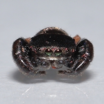 Unidentified Spider (Araneae) at Wellington Point, QLD - 15 Oct 2023 by TimL