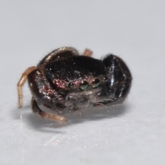 Simaethula sp. (genus) at Wellington Point, QLD - suppressed