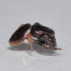 Simaethula sp. (genus) at Wellington Point, QLD - suppressed