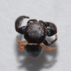 Simaethula sp. (genus) at Wellington Point, QLD - suppressed