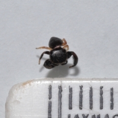 Simaethula sp. (genus) at Wellington Point, QLD - suppressed