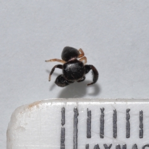 Simaethula sp. (genus) at Wellington Point, QLD - suppressed