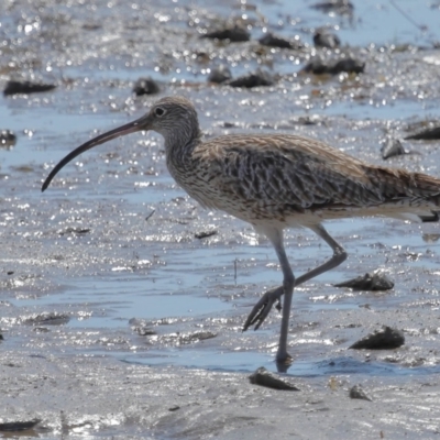 Numenius madagascariensis (Eastern Curlew) at Wynnum, QLD - 23 Oct 2023 by TimL