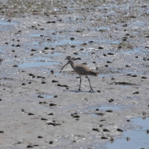 Numenius madagascariensis at Wynnum, QLD - 24 Oct 2023 09:50 AM