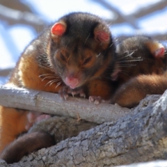 Pseudocheirus peregrinus (Common Ringtail Possum) at Wynnum, QLD - 24 Oct 2023 by TimL