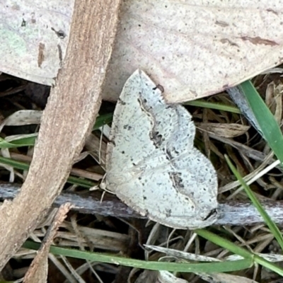 Taxeotis stereospila (Taxeotis stereospila) at Aranda, ACT - 24 Oct 2023 by KMcCue