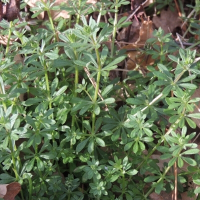 Galium aparine (Goosegrass, Cleavers) at Richardson, ACT - 15 Jul 2023 by michaelb