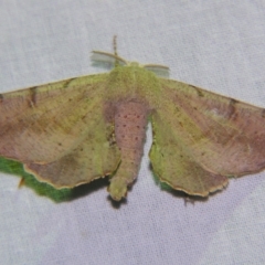 Circopetes obtusata (Grey Twisted Moth) at Sheldon, QLD - 5 Oct 2007 by PJH123