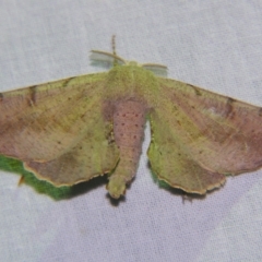 Circopetes obtusata (Grey Twisted Moth) at Sheldon, QLD - 6 Oct 2007 by PJH123