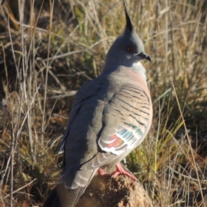 Ocyphaps lophotes at Molonglo Valley, ACT - 23 Jul 2023