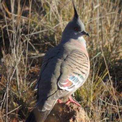 Ocyphaps lophotes (Crested Pigeon) at Molonglo Valley, ACT - 23 Jul 2023 by MichaelBedingfield